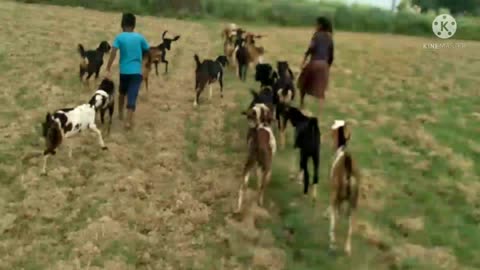 Goat animal and children