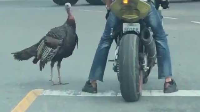 Tangling with a Turkey in an Intersection