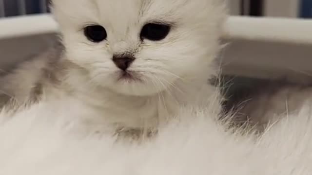 a small Cute cat