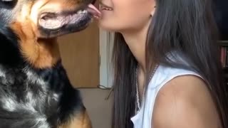 Rottweiler stops to listen to the gossip 😂 😍