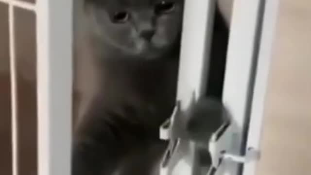 Funny Cat Video 2021 - Cat opening the door