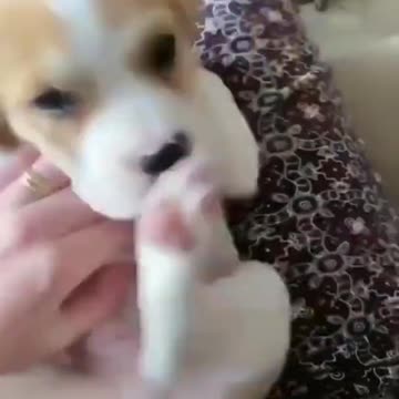 😍Cute and Funny Dog Compilation
