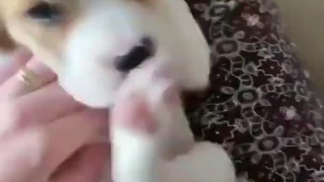 😍Cute and Funny Dog Compilation