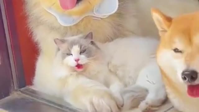 This cat know how to chill like a dog