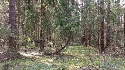 Touch The Sky ...in the Secret forest