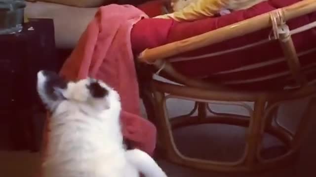 Small white puppy black spots misses chair trips on football