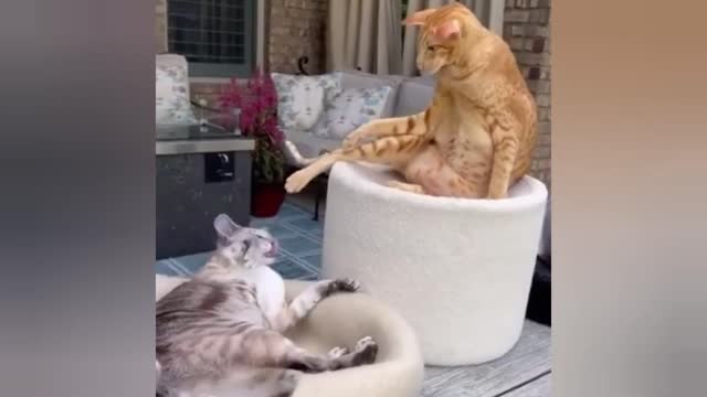 Funny cat fight video