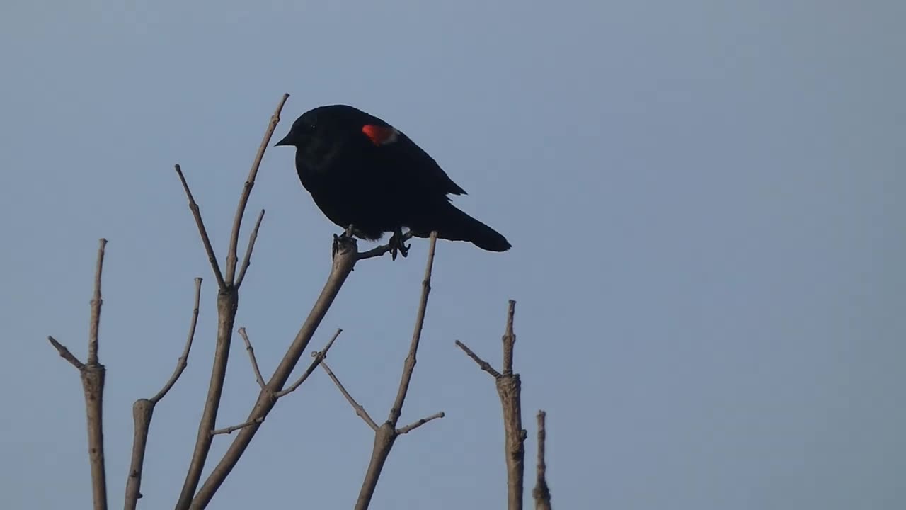 Red-winged Blackbird Perched in Treetops