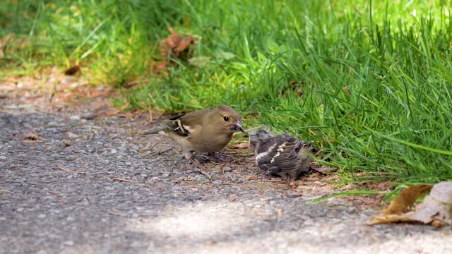 beautiful mom bird and her chick