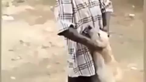 Cow Helps Out Dog Being Tortured