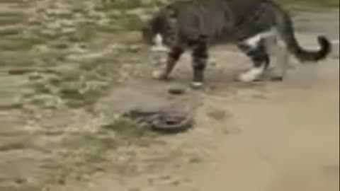 Cat Vs Snake fight