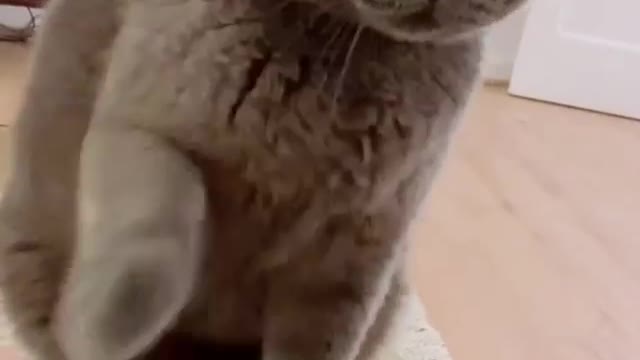 Funniest cat video ! Funny Video Viral