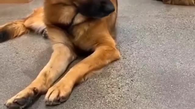 Funny Cats and Dogs Videos, Cute Dogs, Cute Cats Compilation