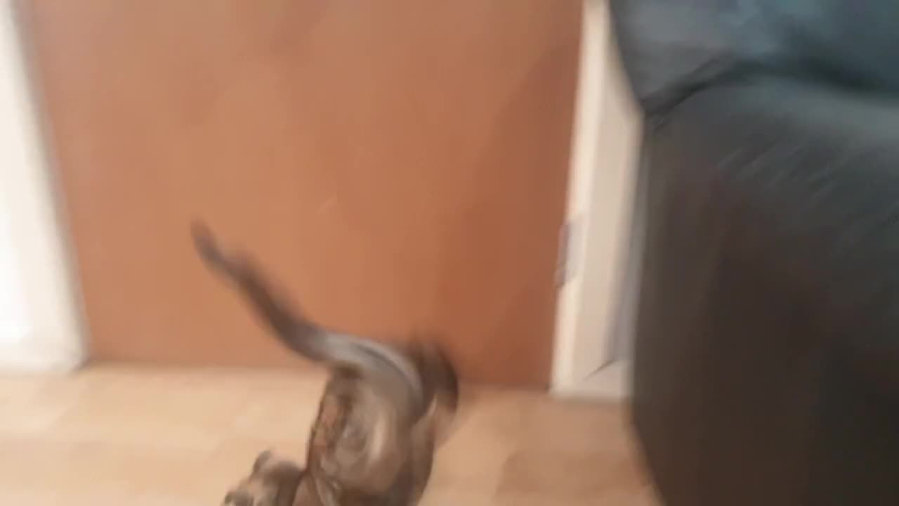 Video Of Cat Jumped Off The Sofa