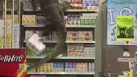 Funniest ANIMAL FAILS IN 1 Minute!