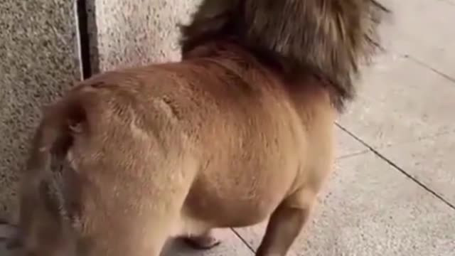 LION dog /Funny video