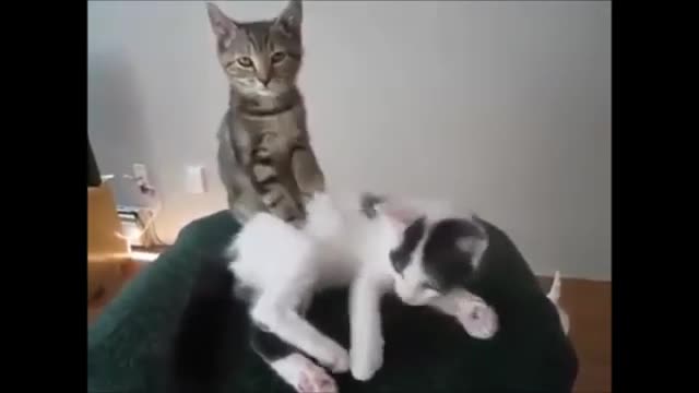 🐈🐕 CATS AND DOGS 🤩 CUTE AND FUNNY #3