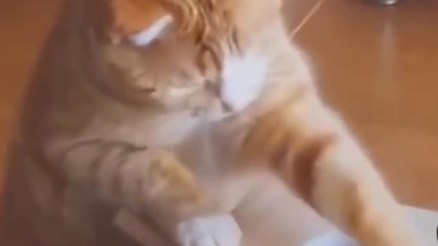 Funny Cat Trying to catch the Toy fish