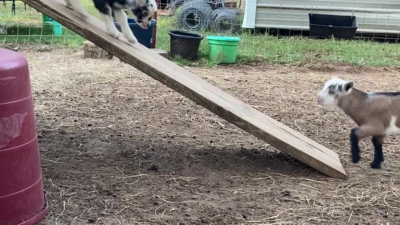 Baby Goats Can't Figure Out How Ramp Works