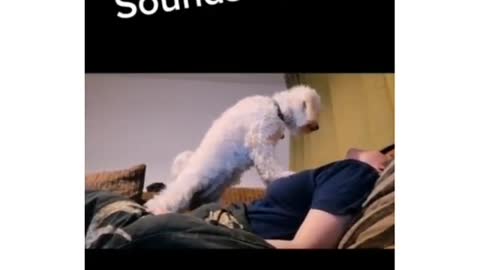 Excuse me I will go cry and hug my dog now 🥺🤗😍