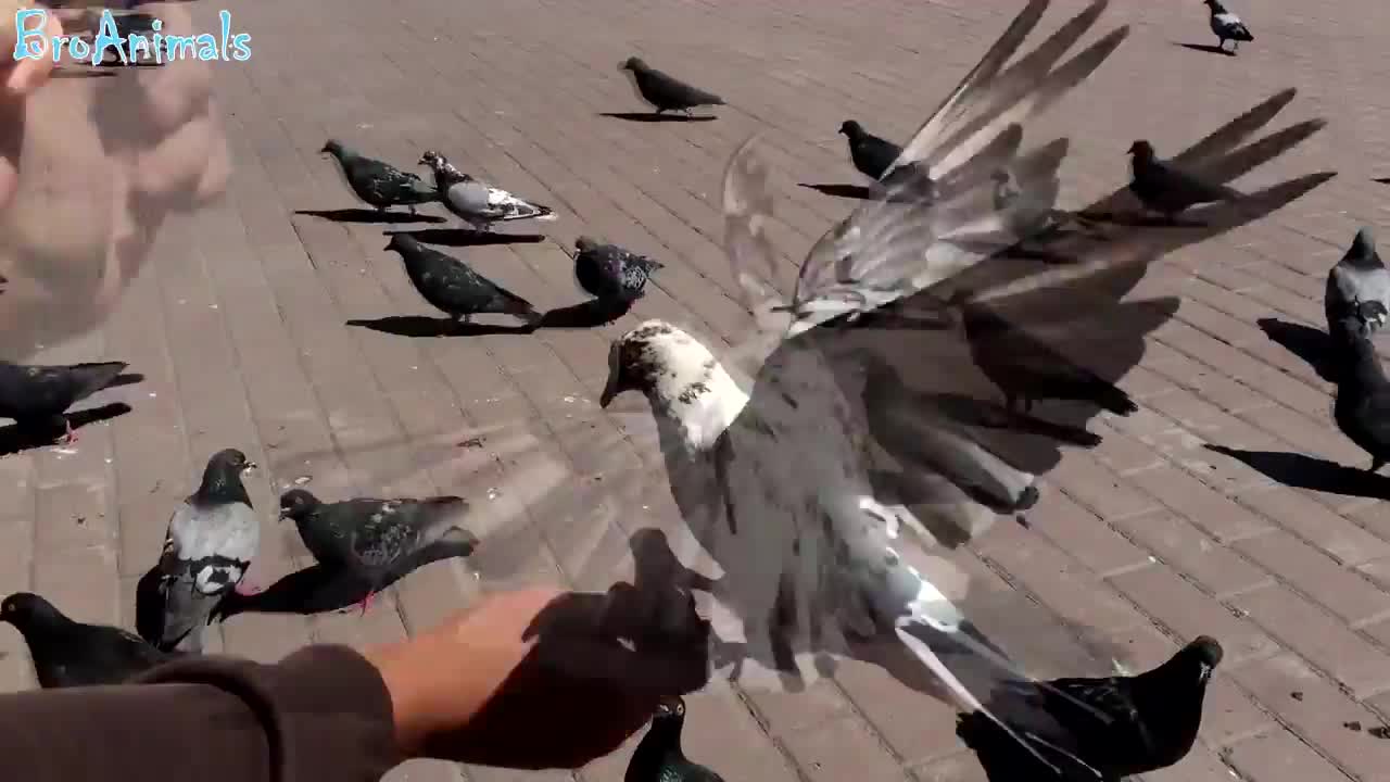 FUNNY BIRDS, fun with animals | FUNNY BIRDS, fun wits animals # 491