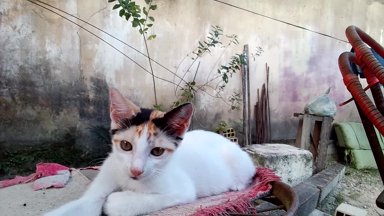 Assim na terra como no céu-Questione as Crenças