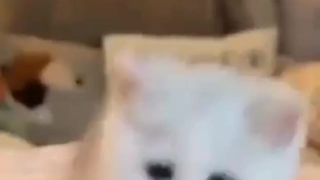 Funny cat video #short cat video