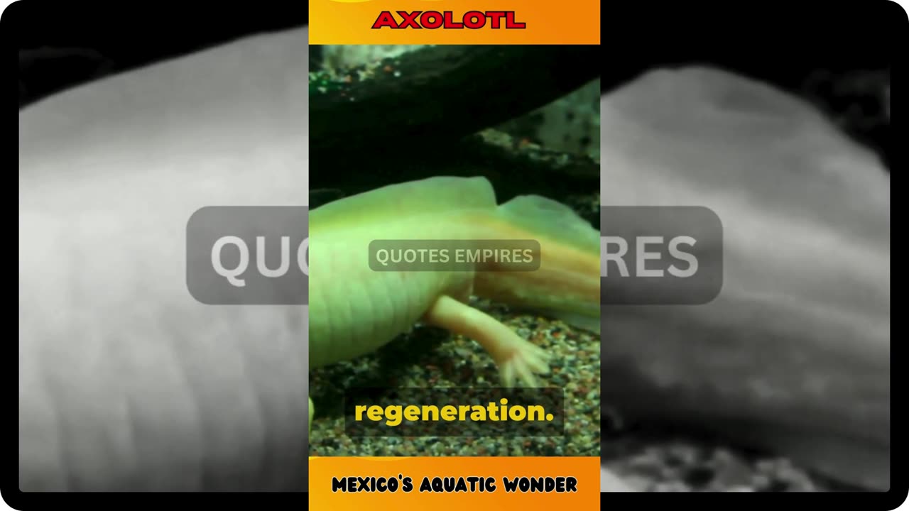 Axolotl : Mexico's Aquatic Wonder #axolotl #axolotls #axolotllove #wildlifewonders