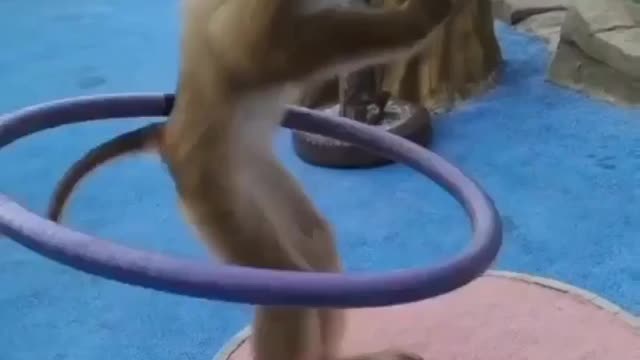 Funny monkey dancing with ring - comedy videos