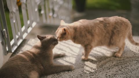 cute and funny cats kissing