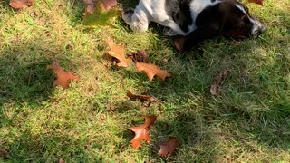 Basset Pup