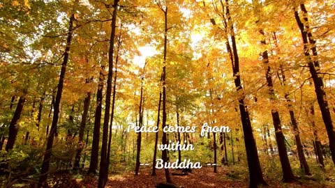 Relaxing Music | Sleeping, Meditation, Stress Relief | [748] ⭐️