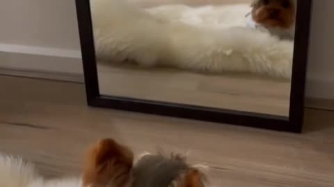 Dog on front of mirror confusion funny videos