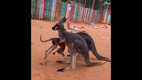 Every parent can relate to this kangaroo at the San Antonio Zoo