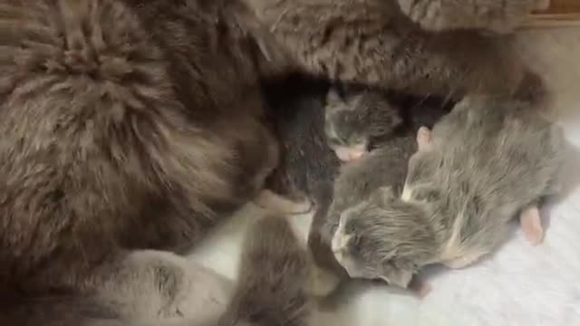 The greatness of mother cat