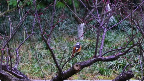 Real winter birds