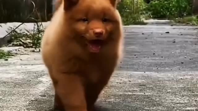 Dogs have a very short lifespan, and that's really their only downside