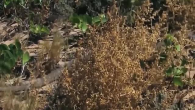 CheetahThe leopard dug the groundԸնձառյուծը փորեց հողը