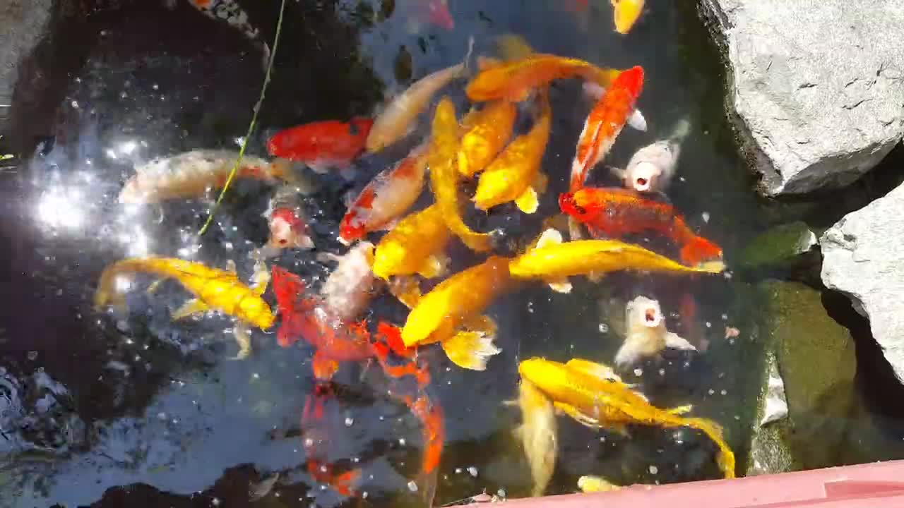 COLORFUL FISH IN JAPANESE GARDEN 2021