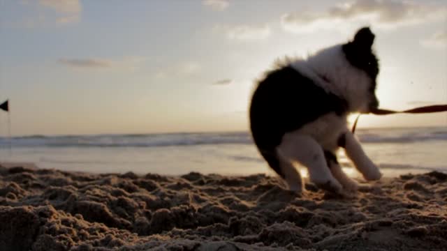 A Puppy Playing Tug Of War By Biting Its Collar Sling It's really beautiful.