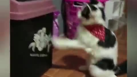 funny cats video of mood and joy