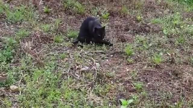 Black street cat grooming alone