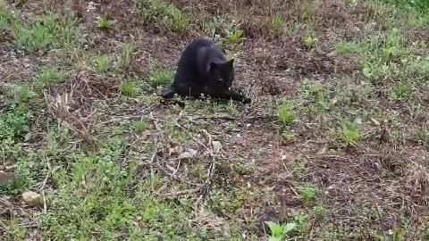 Black street cat grooming alone