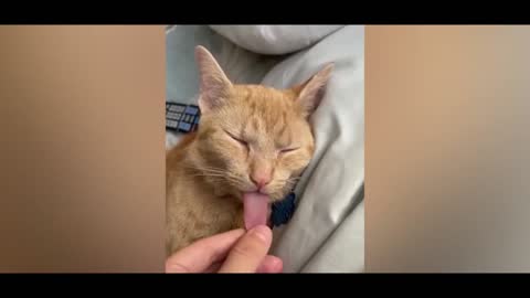 Funnny Video For Cat And Man So Funny