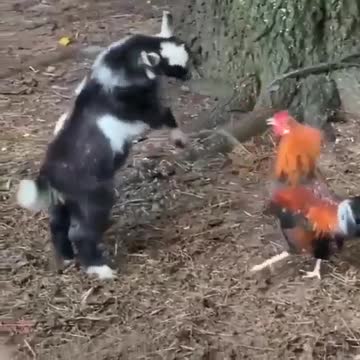 Two bully)Две забияки)