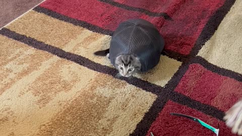 Is This A Turtle Or A Cat