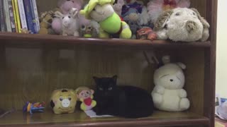 My pet plays with modern dolls right on the stuffed animal bookshelf