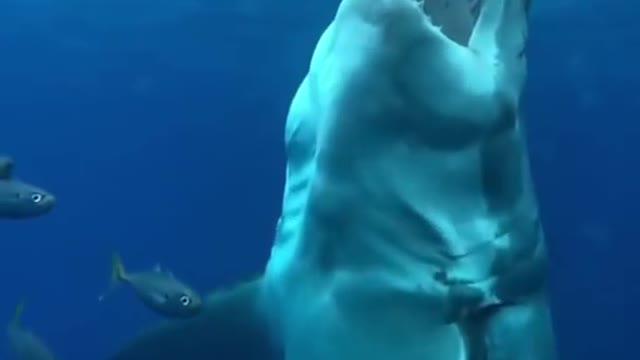 Shark attacking furious