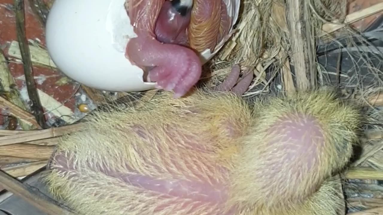 Hatching Pigeon Eggs Day 2