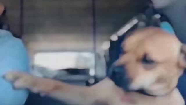 Newly adopted dog from a shelter. The dog won't let go of the new owner's hand for a moment